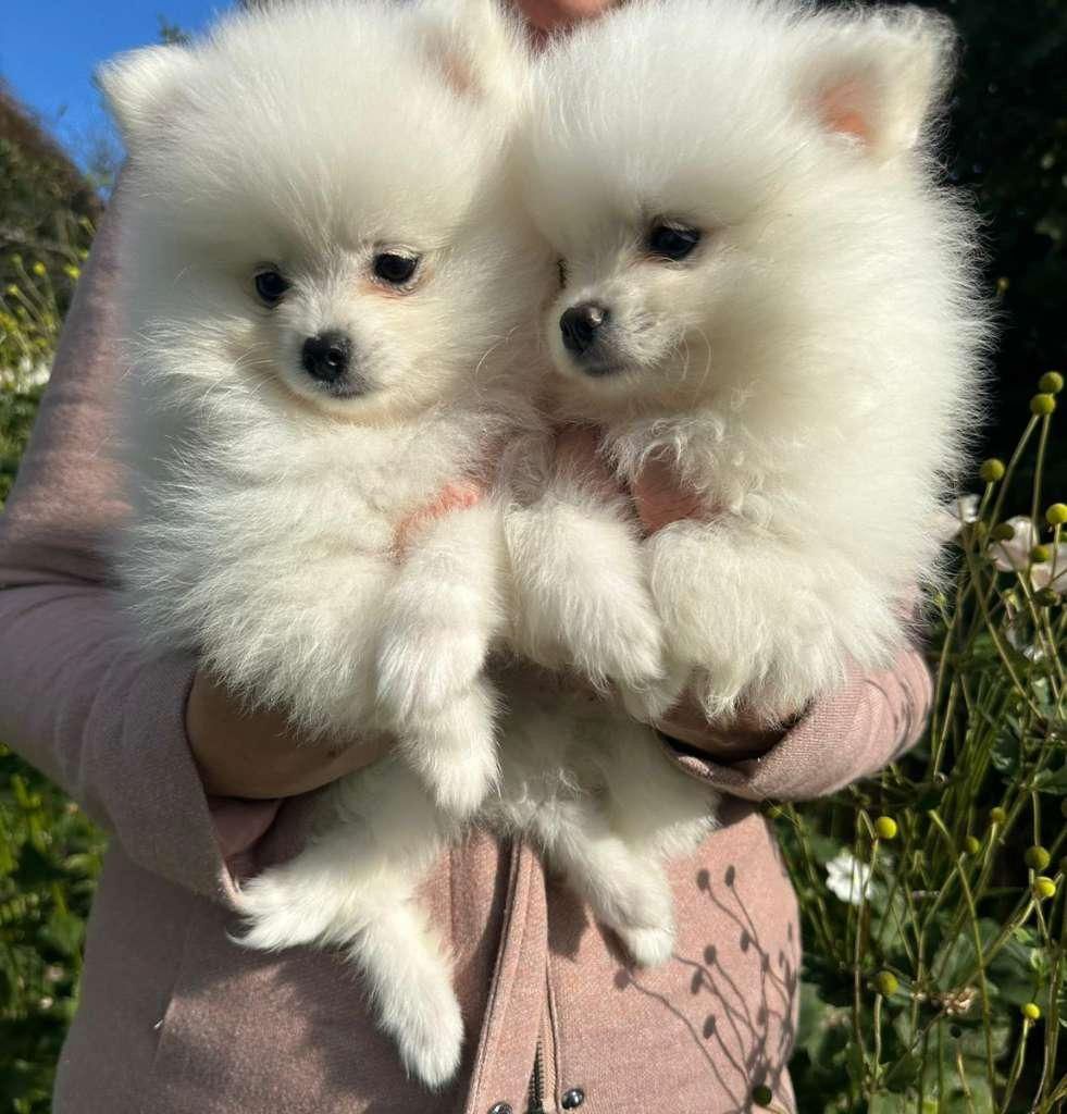 Zwergspitz (Pomeranian), Welpe, männlich & weiblich