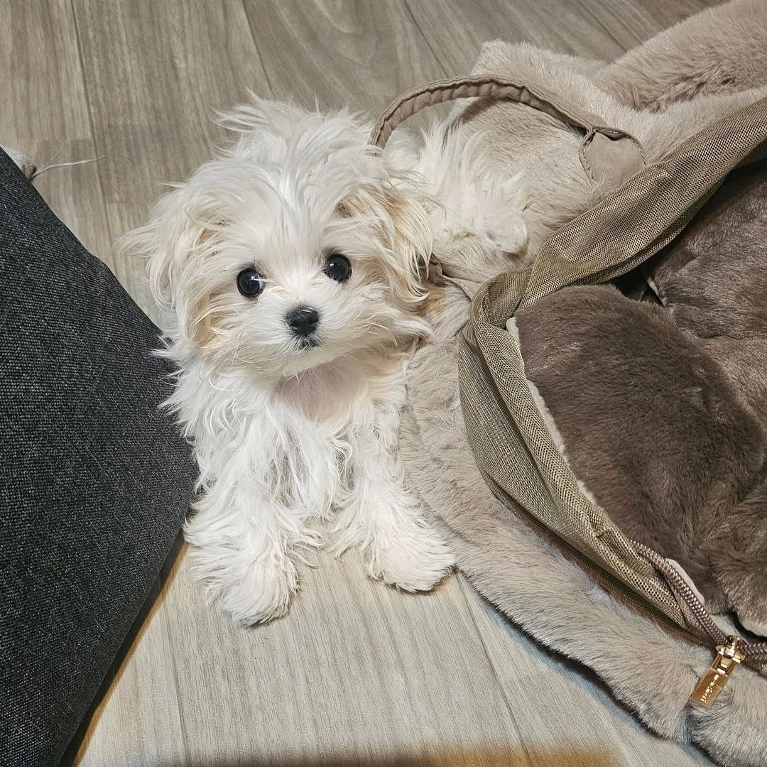 Malteserwelpe zur Adoption