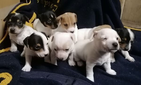 Traumhafte Superkleine Erhältlich Jack-Russell-Terrier mit Papieren