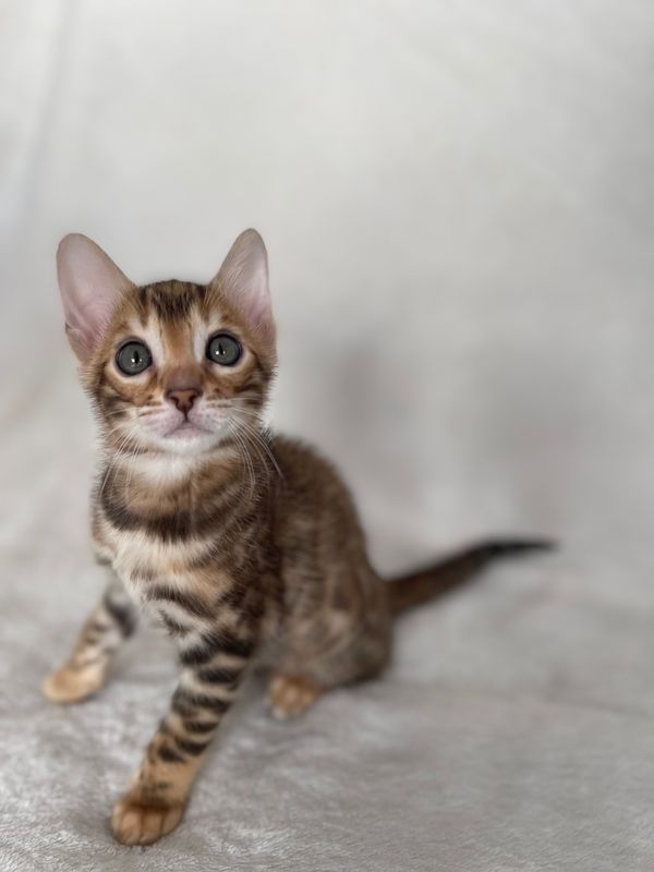 Traumhafte Superkleine Erhältlich  Bengal Kätzchen mit papieren für die Annahme