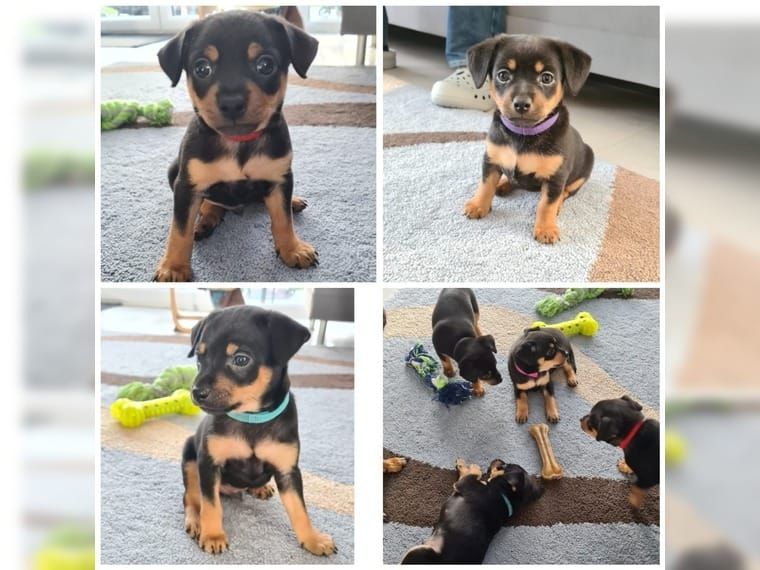 Superkleine Erhältlich Zwergpinscher Welpen 4 Hündinnen und 3 Rüden mit Papieren  