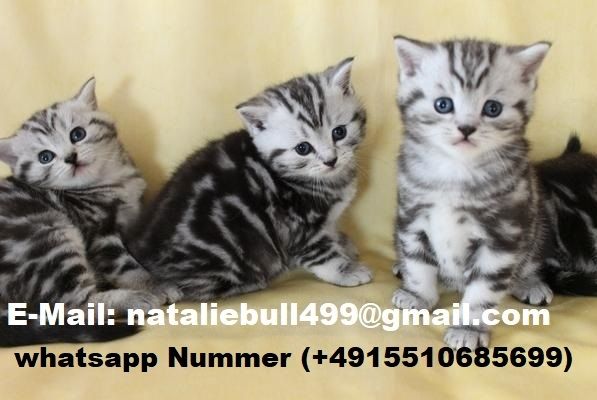 Britisch Kurzhaar (BKH) Katzenkinder mit Papieren