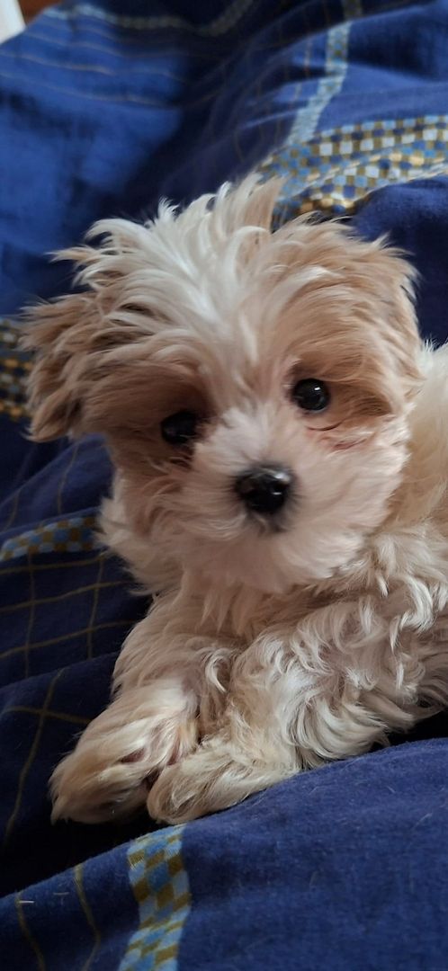 Zuckersüßer Maltipoo-Welpe zu verkaufen  / Süßer Rüde sucht sein neues Zuhause!