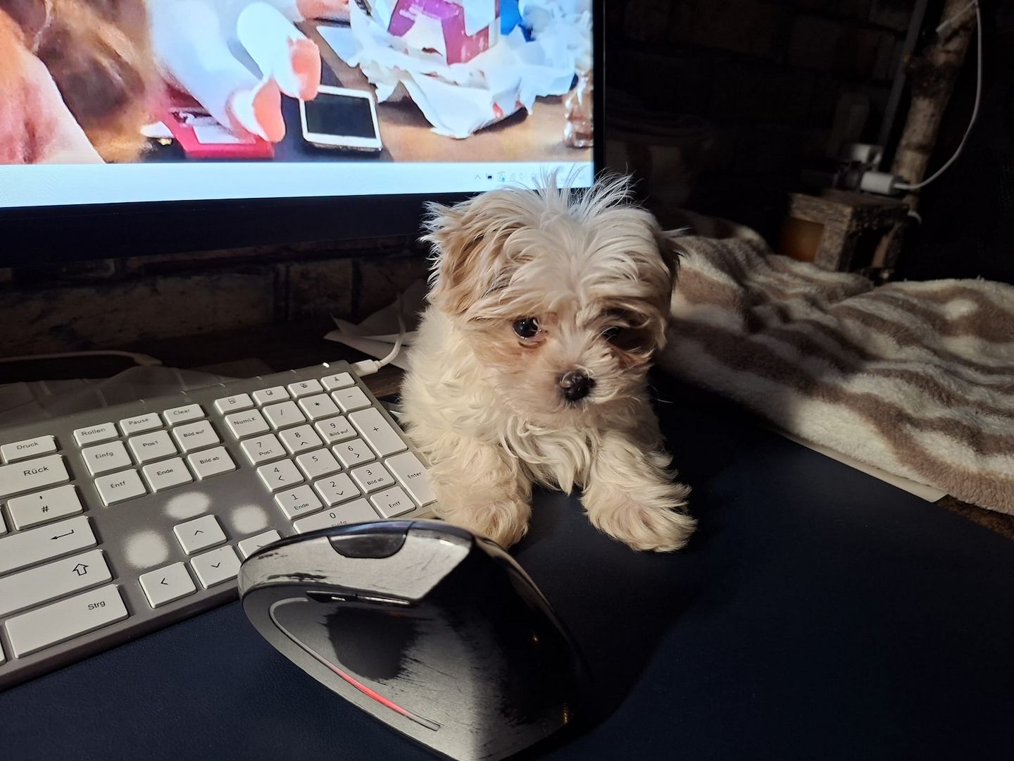 Zuckersüßer Maltipoo-Welpe zu verkaufen  / Süßer Rüde sucht sein neues Zuhause!