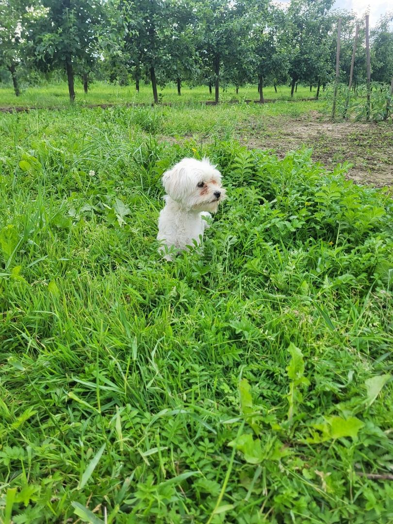 Zuckersüßer Maltipoo-Welpe zu verkaufen  / Süßer Rüde sucht sein neues Zuhause!