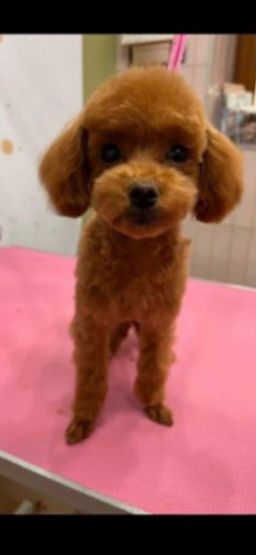 Zuckersüßer Maltipoo-Welpe zu verkaufen  / Süßer Rüde sucht sein neues Zuhause!