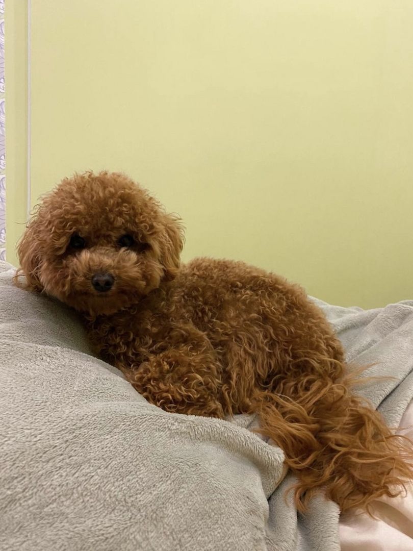 Toy Pudel Red Brown Mädchen - Impfung, Pass, Lieferung Ukraine/EU