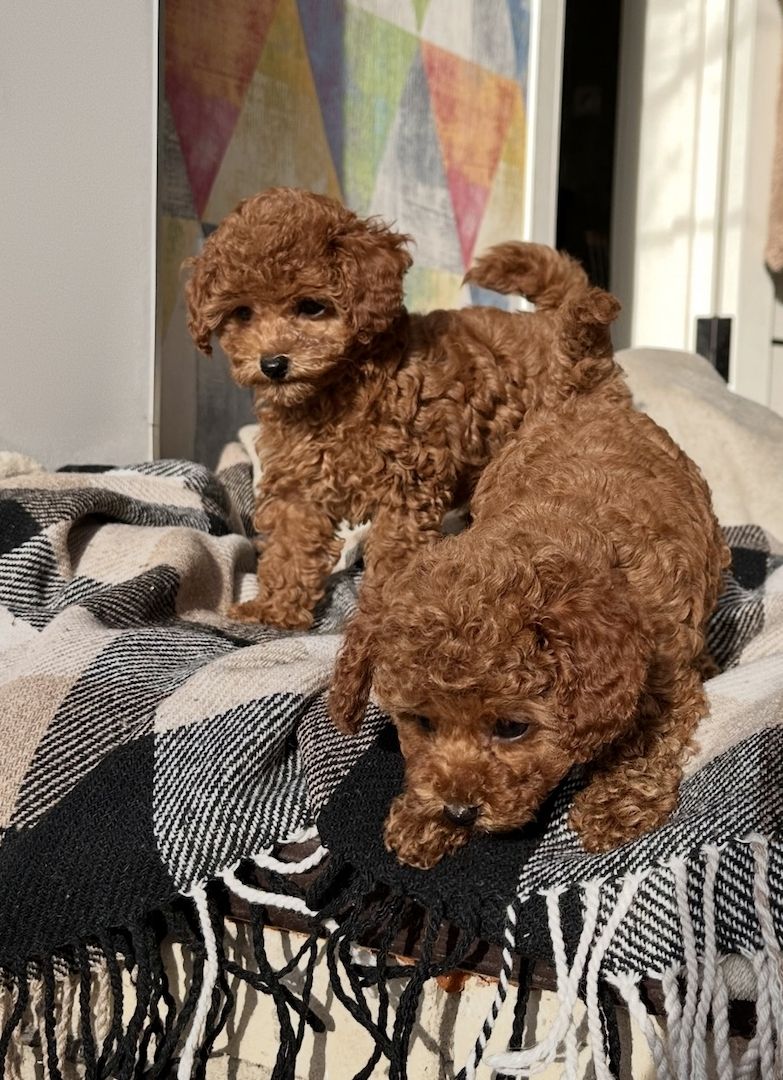 Toy Pudel Red Brown Mädchen - Impfung, Pass, Lieferung Ukraine/EU