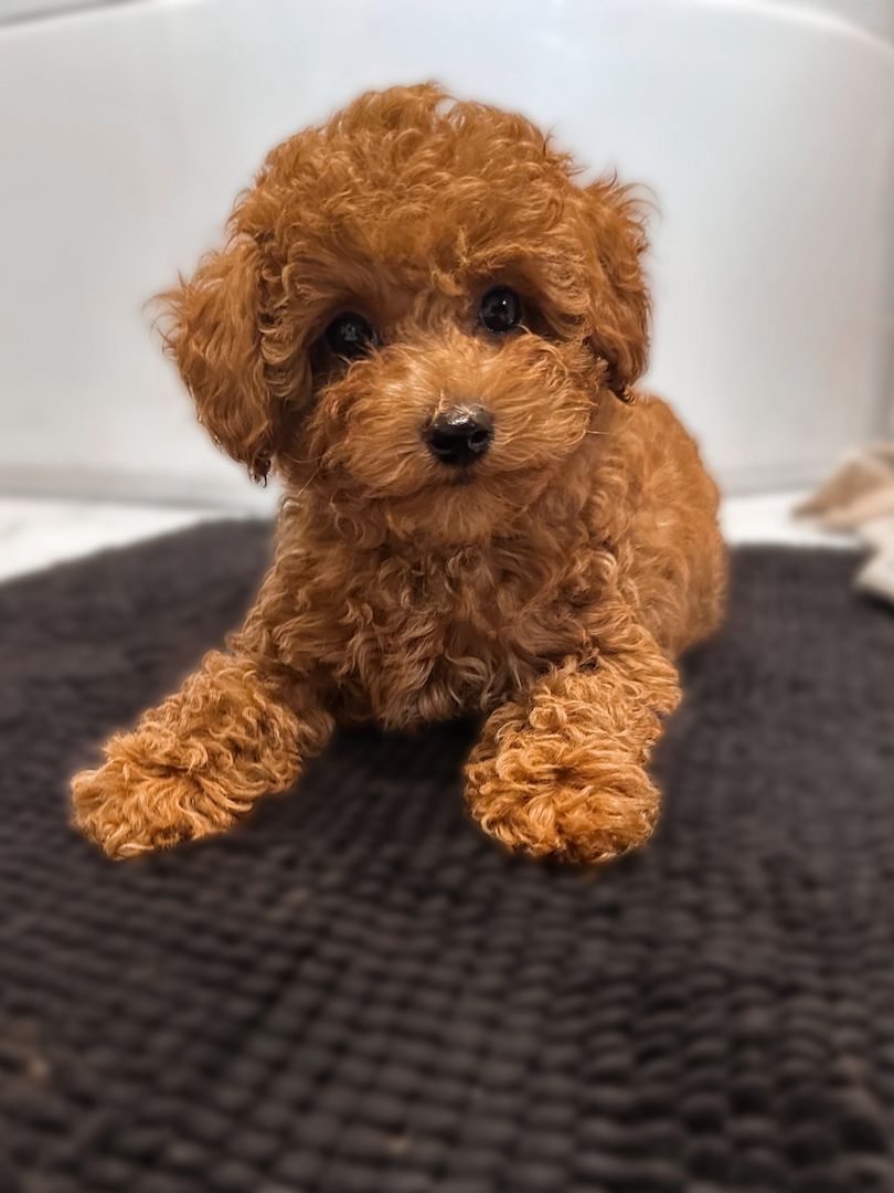 Toy Pudel Red Brown Mädchen - Impfung, Pass, Lieferung Ukraine/EU