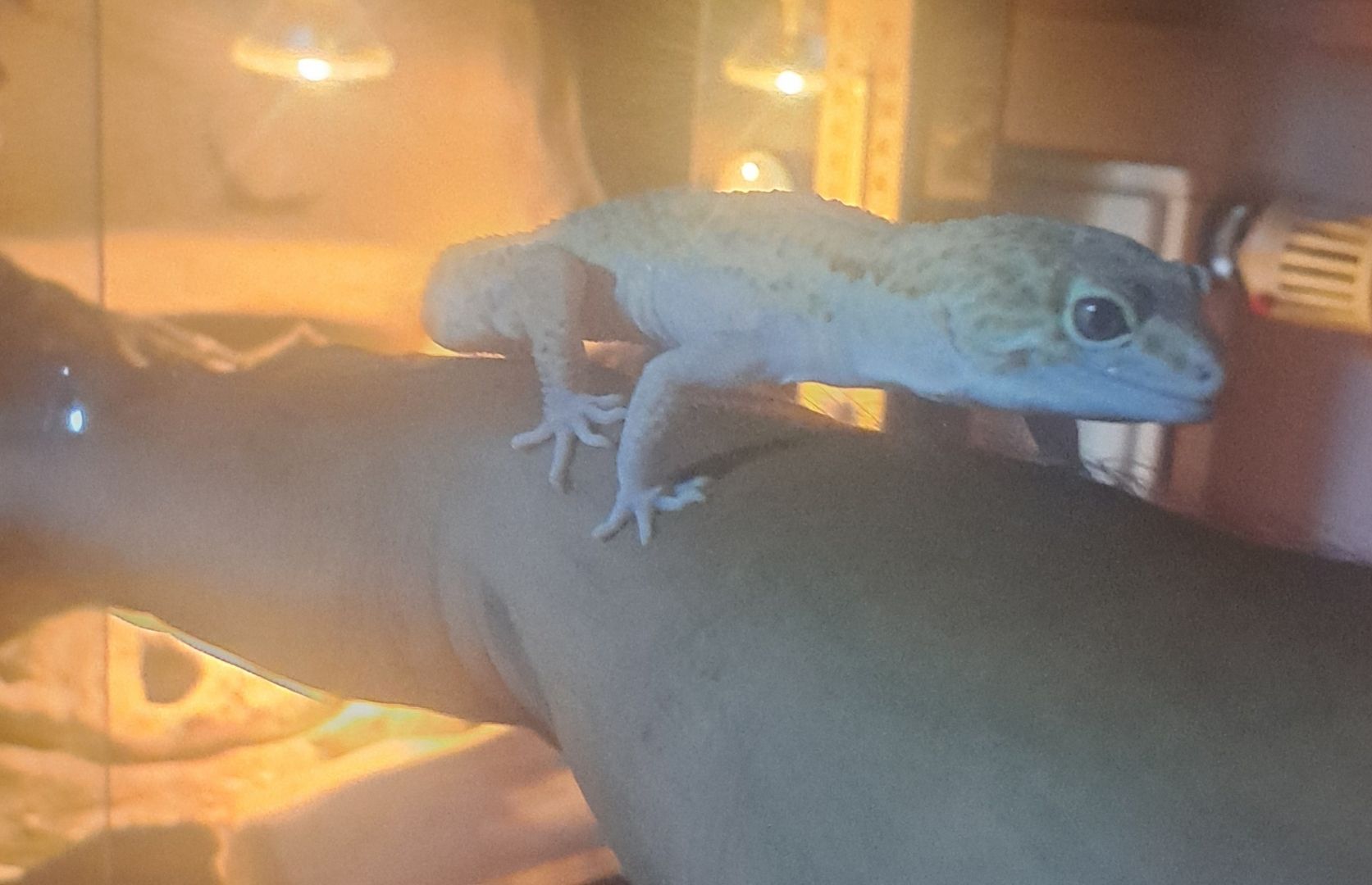 Leopardengecko