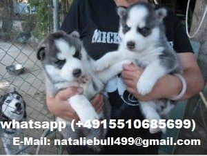 Siberian Husky Welpen abzugeben mit Papieren