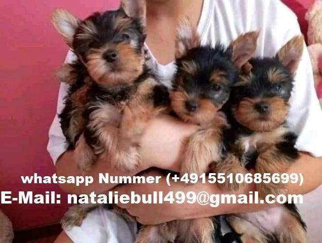 Yorkshire Terrier Rüde, Welpe, sucht noch ein neues Zuhause