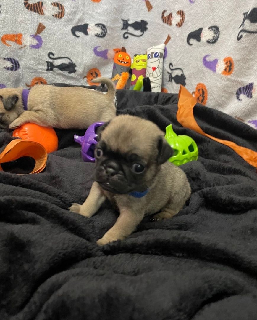 Treffen Sie Leo & Molly – Ihre perfekten Mops-Begleiter! 🐾