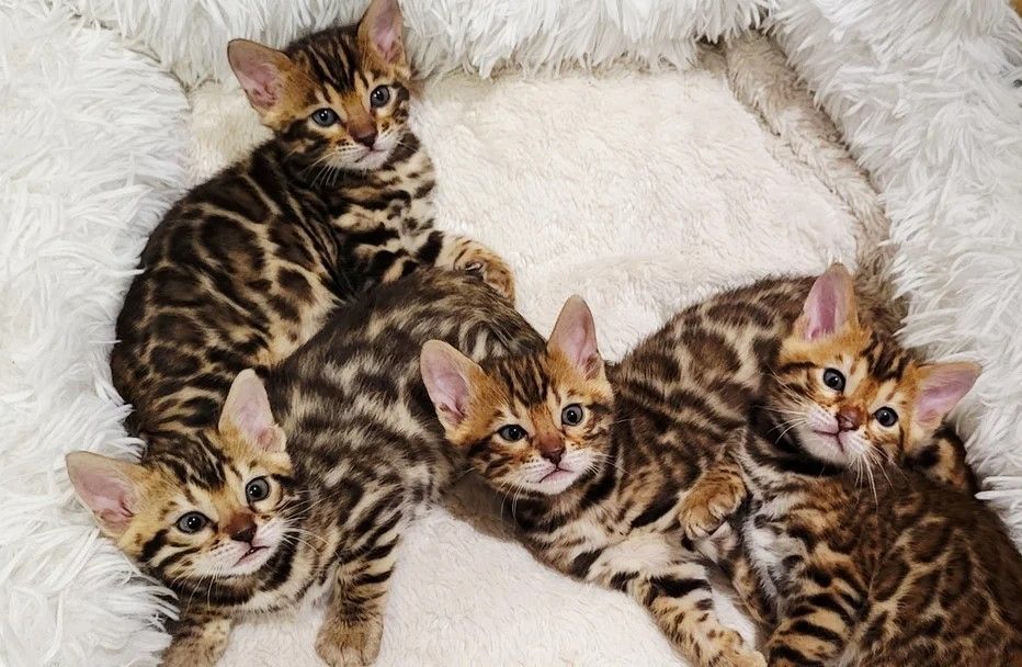 liebevolle, luxuriöse Bengalkätzchen