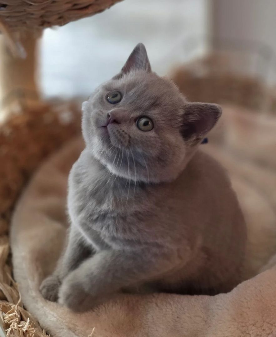 Britisch Kurzhaar-Kätzchen