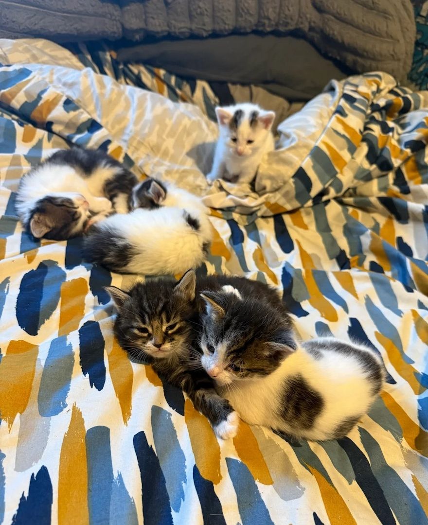 Norwegischer Waldkater.