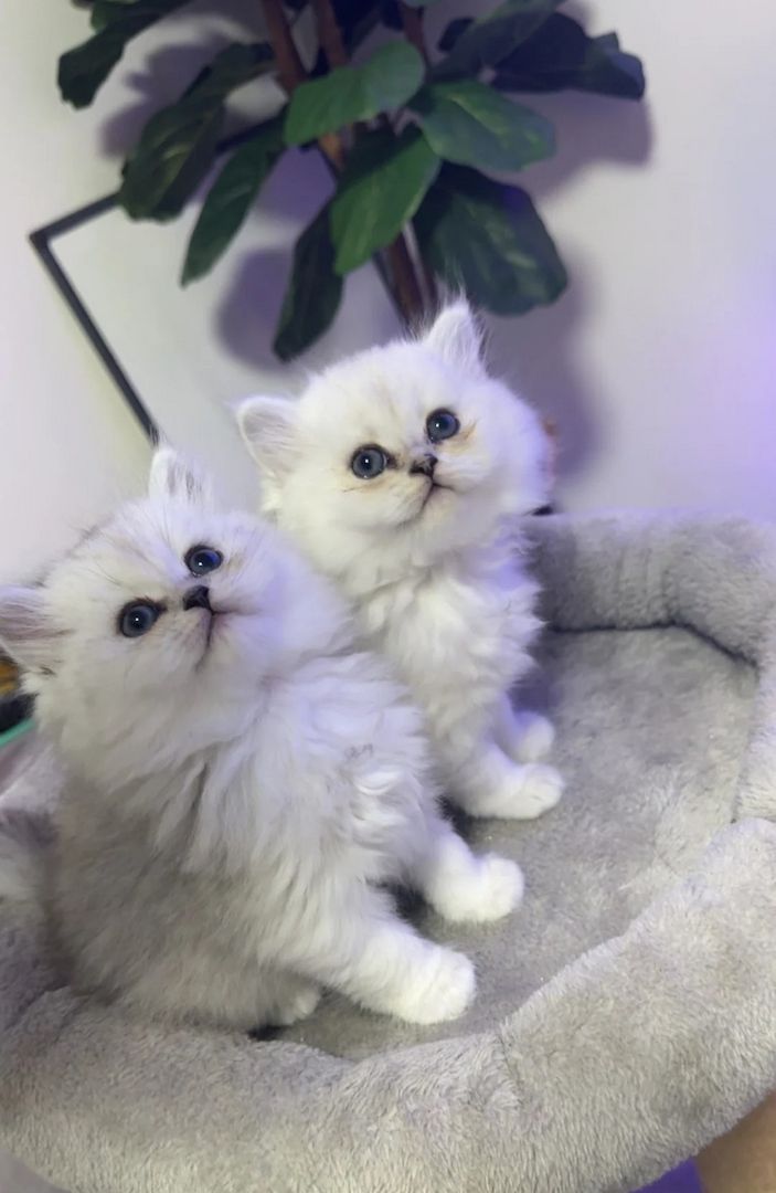 Persische Chinchilla-Kätzchen