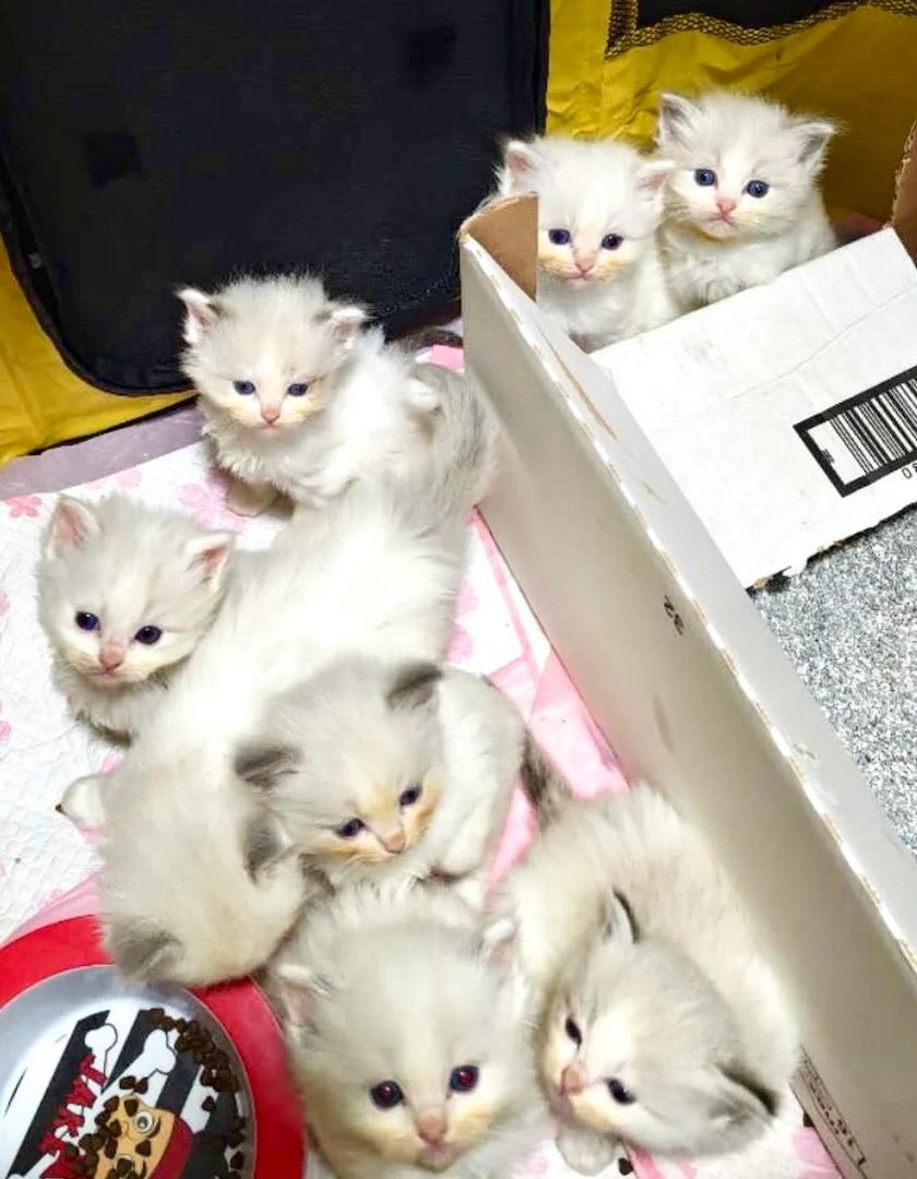 Reinrassige Ragdoll-Kätzchen, ab sofort abgabebereit