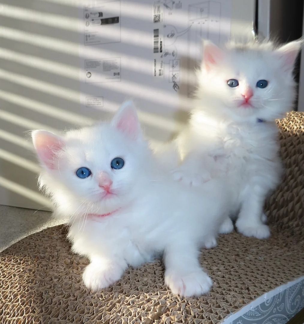 Kleine, flauschige, hypoallergene sibirische Kätzchen 🐾