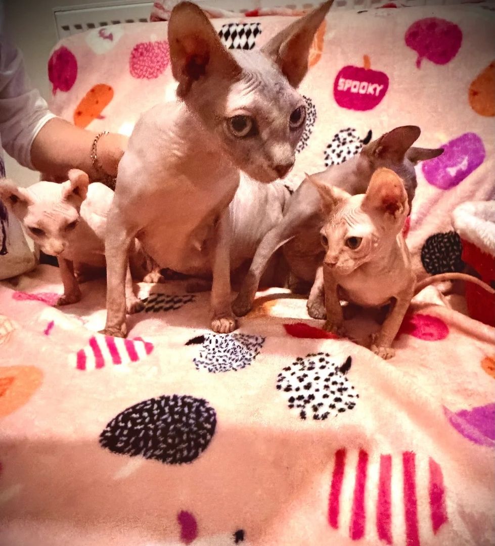 Wunderschöne Sphynx-Kätzchen