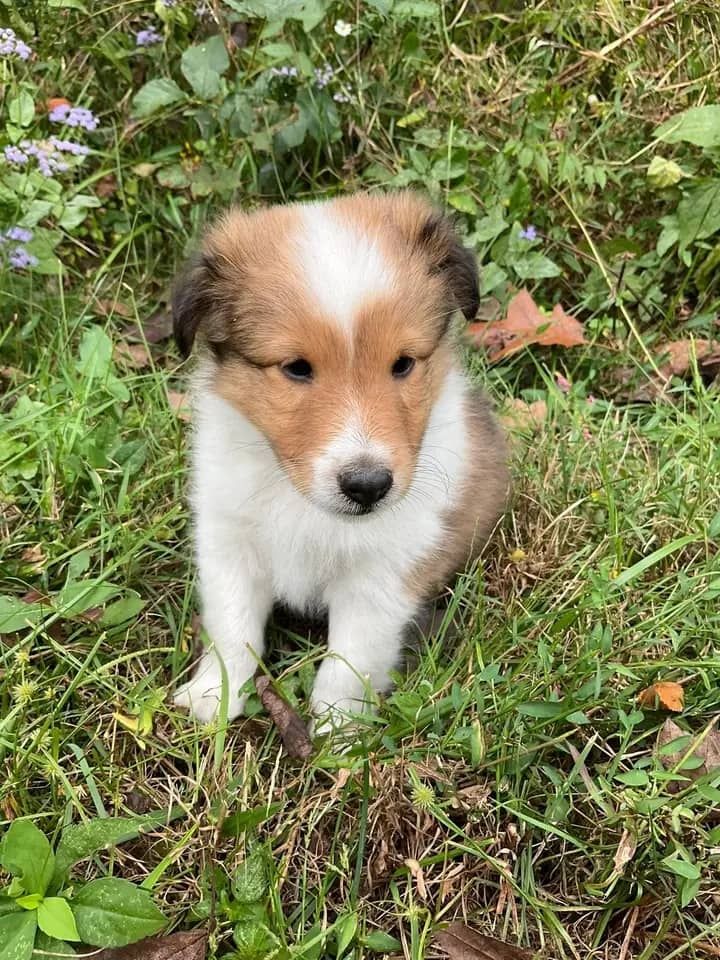 Treue Herzen zur Adoption. Sanfte, liebevolle Welpen suchen ein Zuhause für immer.