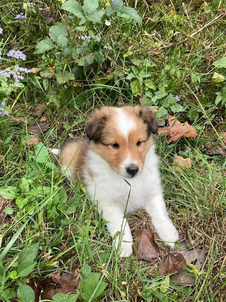 Treue Herzen zur Adoption. Sanfte, liebevolle Welpen suchen ein Zuhause für immer.