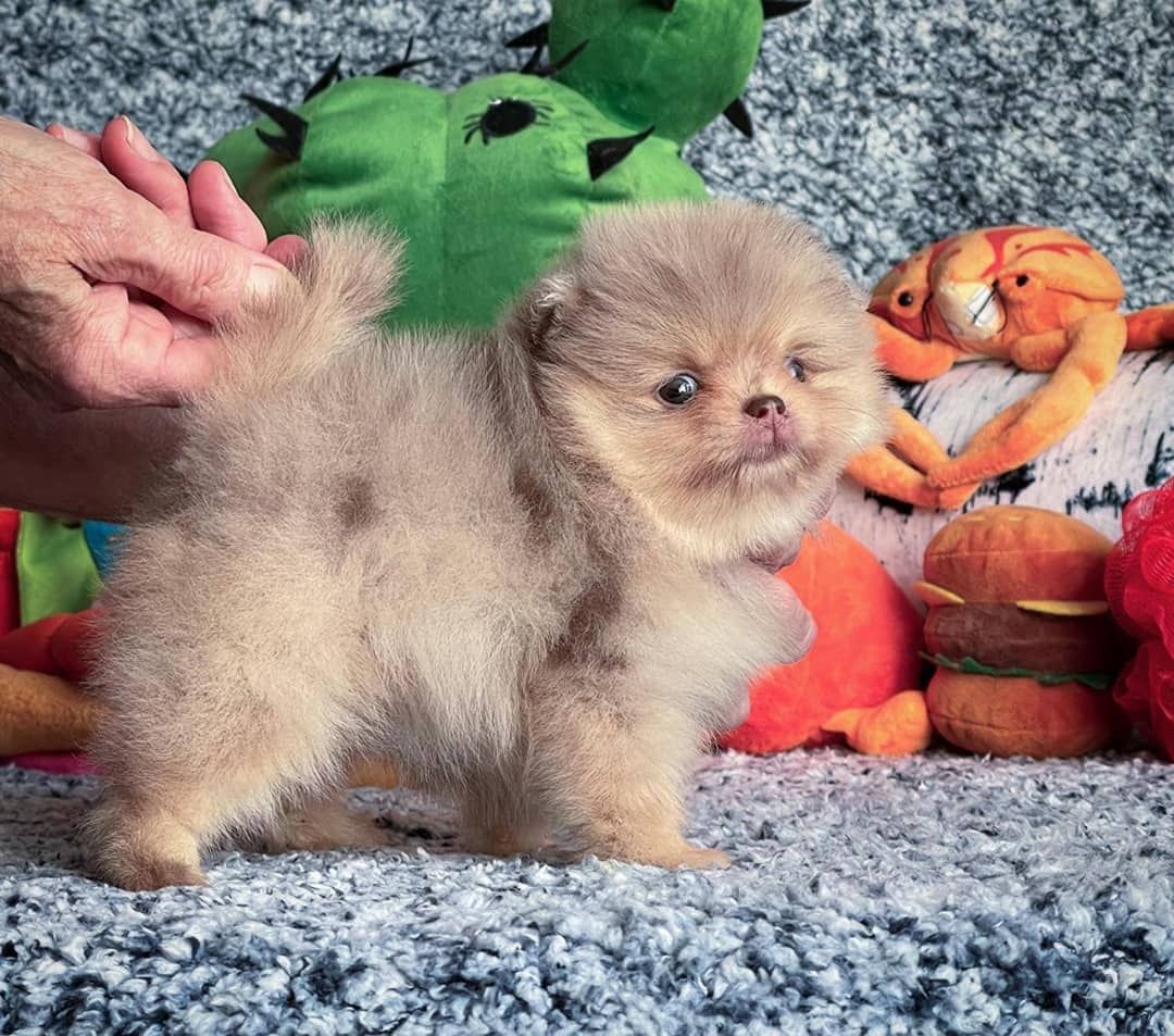 Mastiff sucht ein neues Zuhause