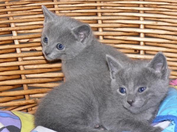 Russisch Blau-Kätzchen