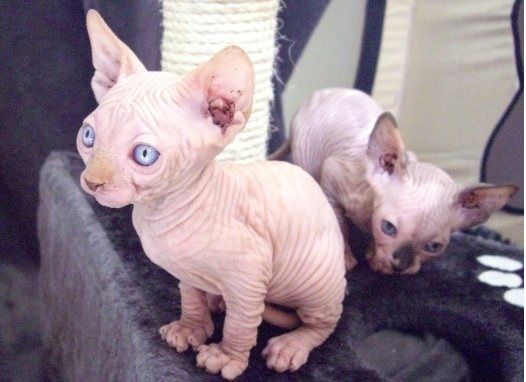 Wunderschöne Sphynx-Kätzchen
