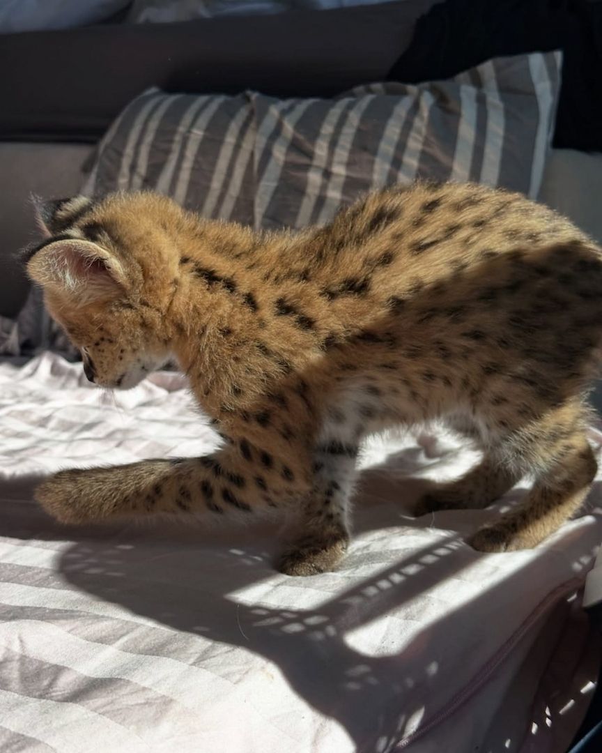 Außergewöhnlicher Serval: Die Eleganz der Savanne in Ihrem Zuhause