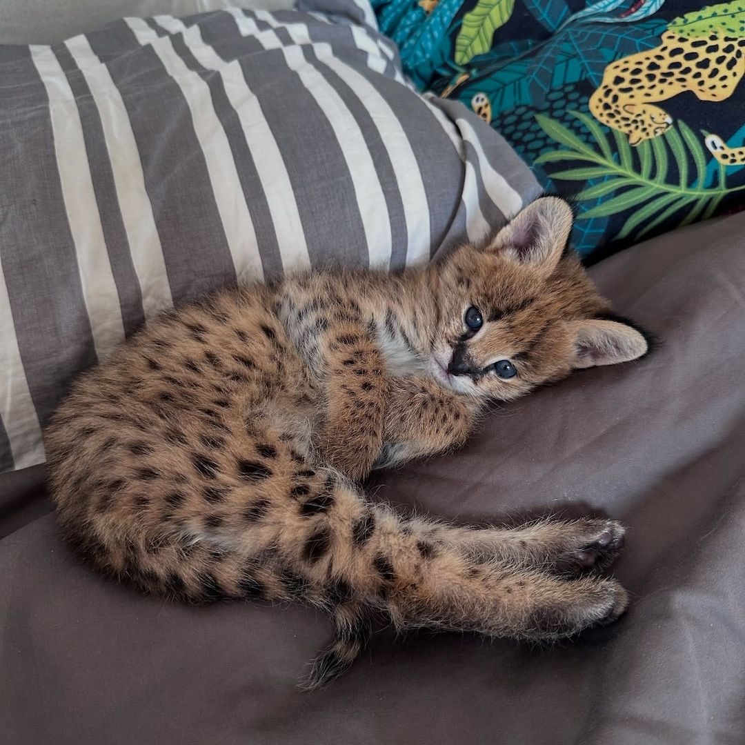 Außergewöhnlicher Serval: Die Eleganz der Savanne in Ihrem Zuhause