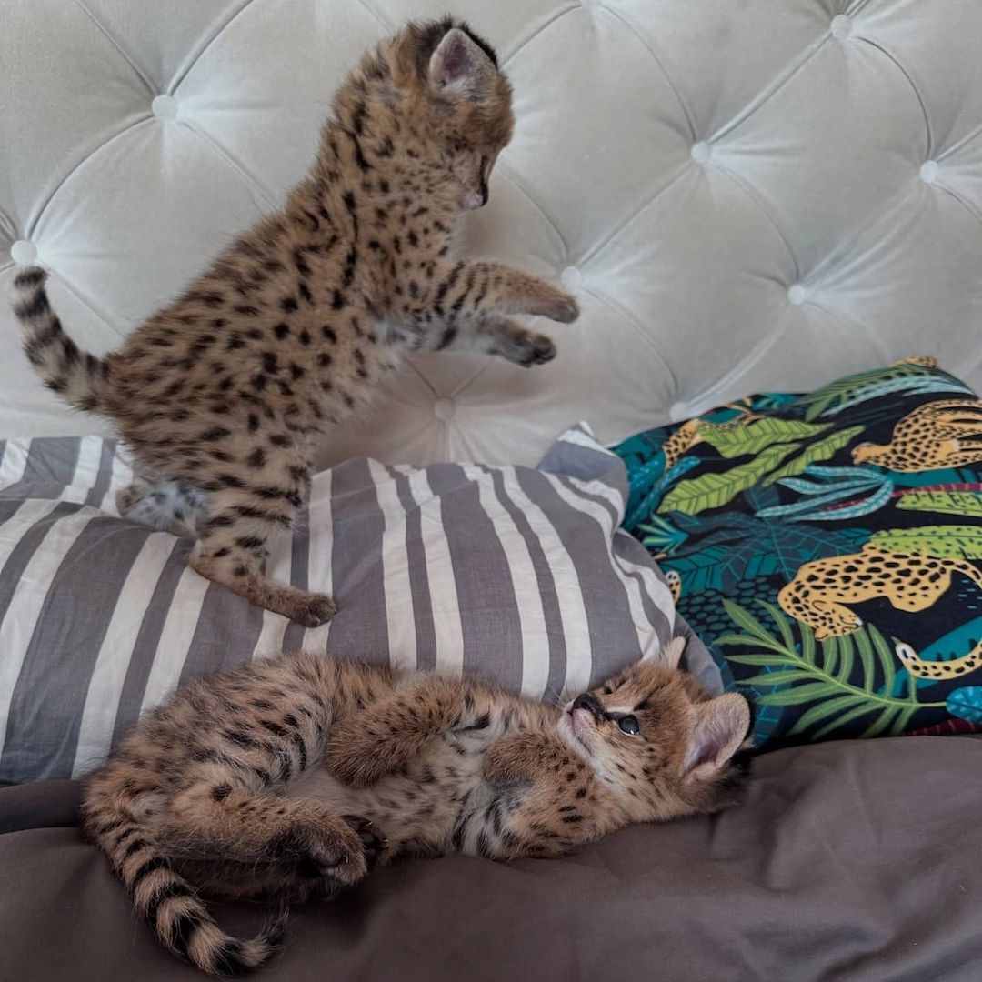 Außergewöhnlicher Serval: Die Eleganz der Savanne in Ihrem Zuhause