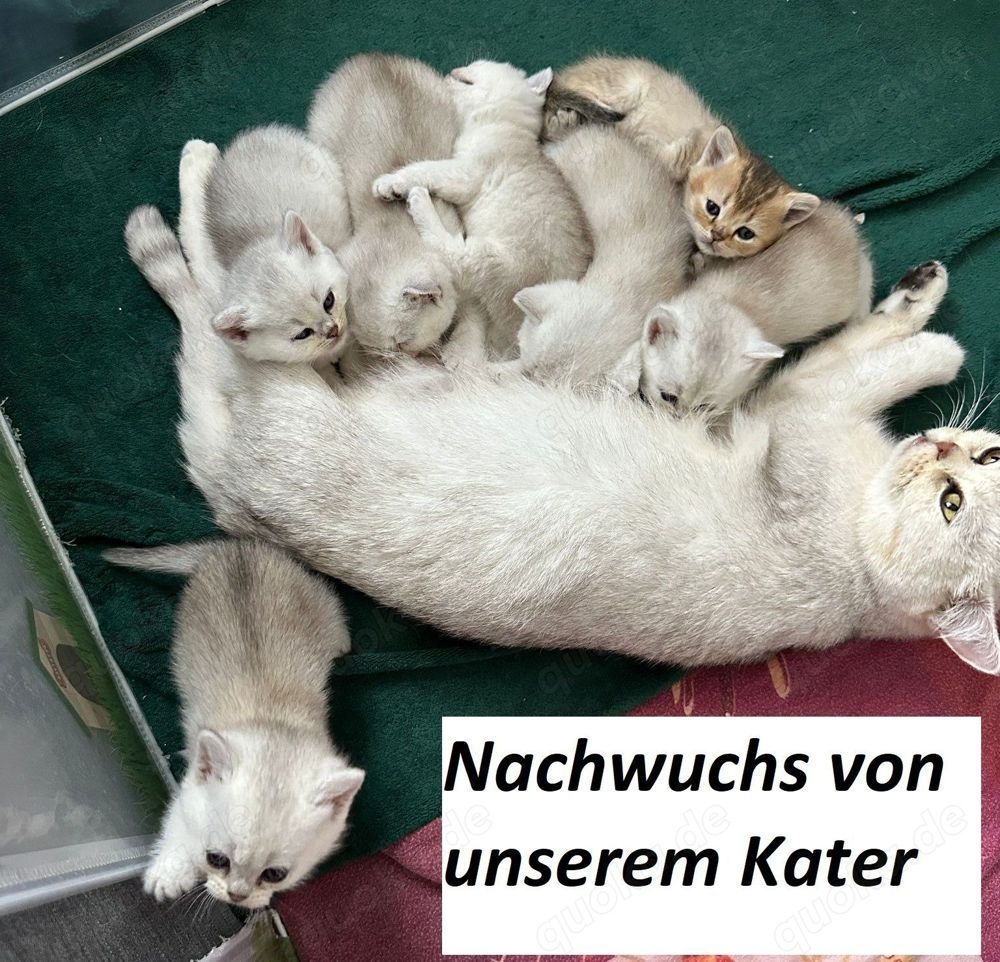 Deckkater Stammbaum blauen Augen BKH Farbe seal-silver-shaded-point ns 11-33