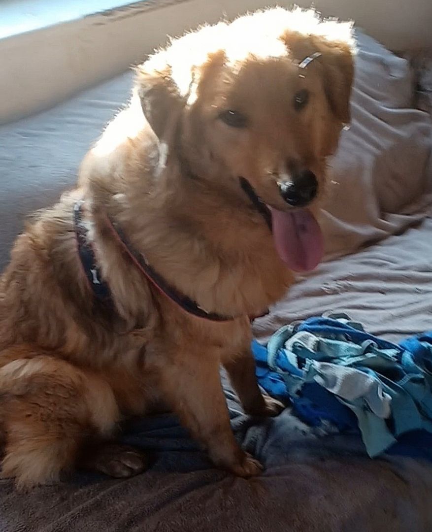 Biondo, a.d.Tierschutz, sucht liebes Zuhause