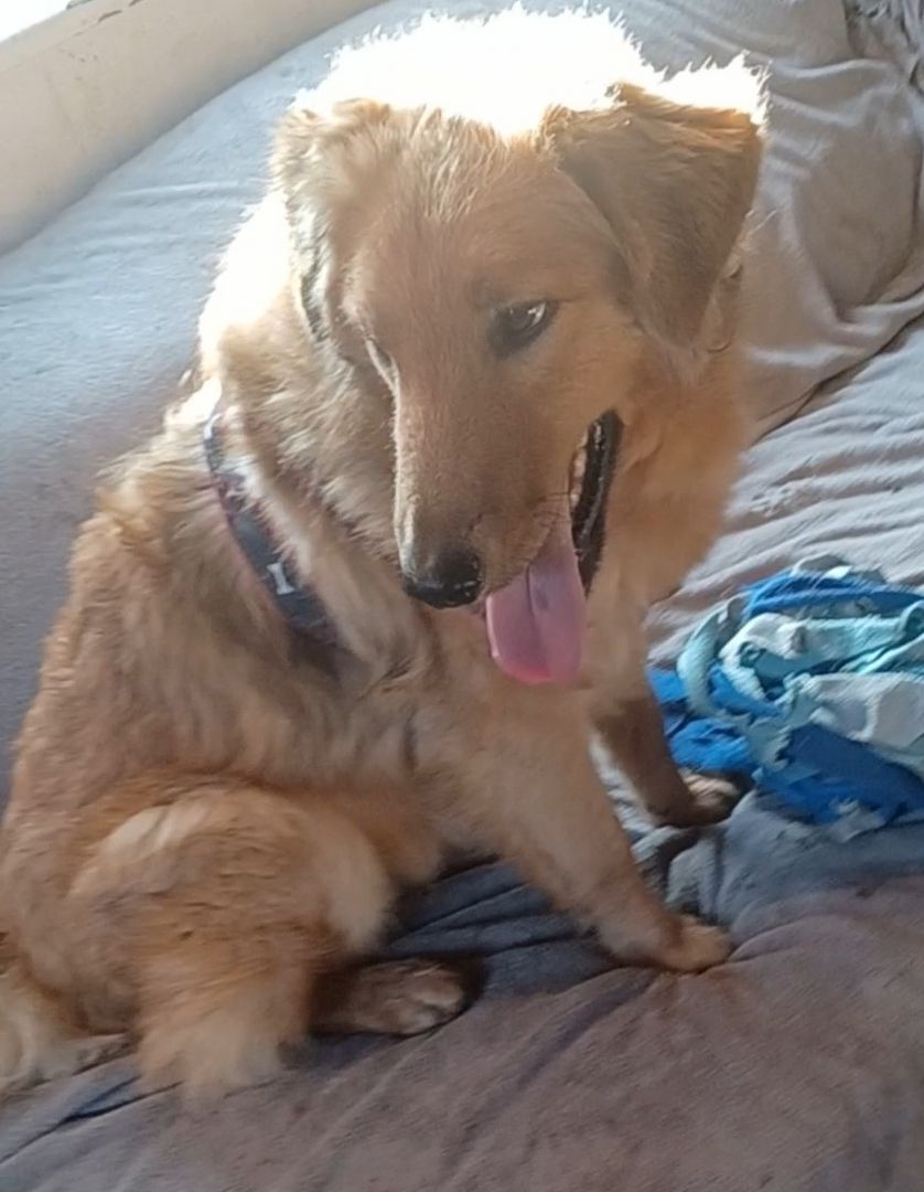 Biondo, a.d.Tierschutz, sucht liebes Zuhause