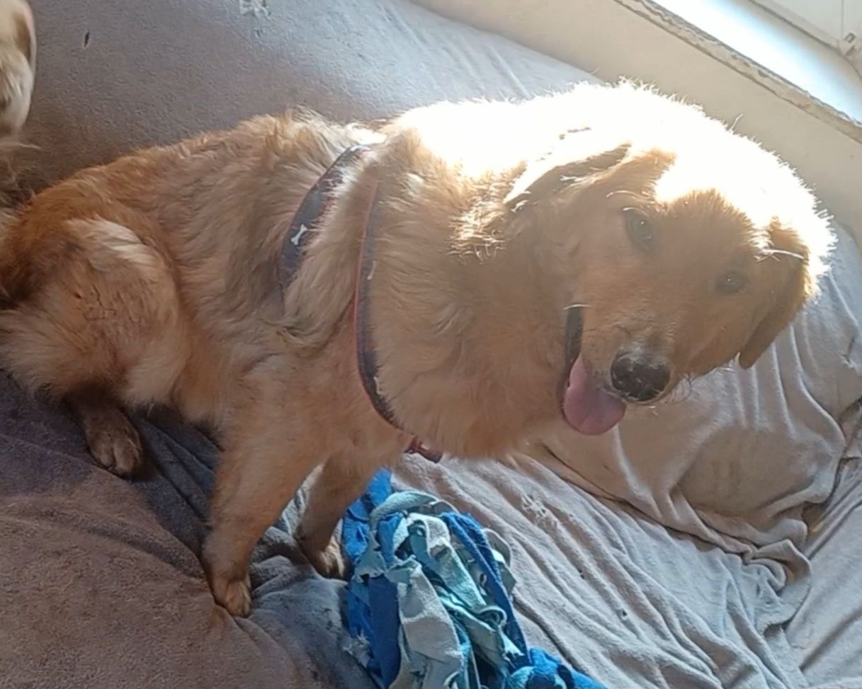 Biondo, a.d.Tierschutz, sucht liebes Zuhause