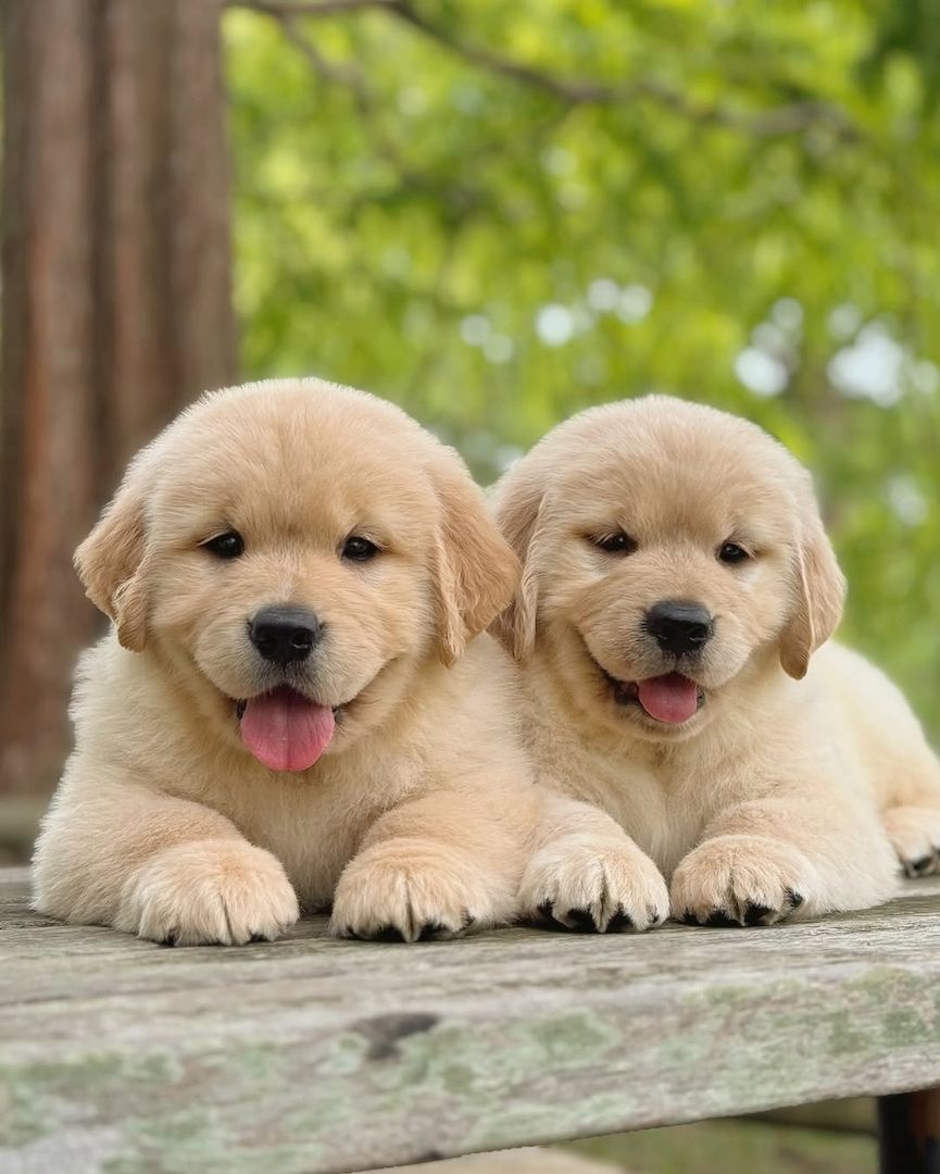 Golden-Retriever-Welpen zur Adoption