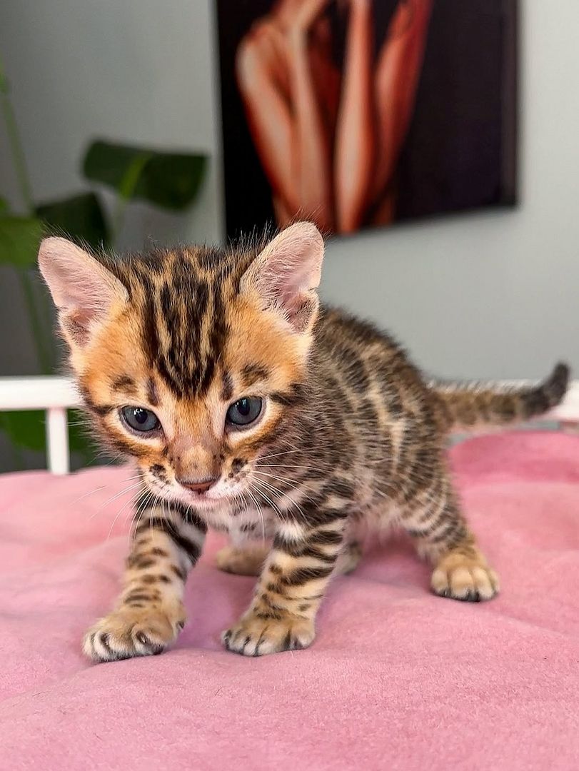 Bengalkätzchen zur Adoption