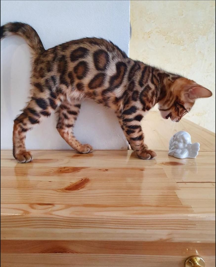 Frohe Weihnachten” 🎄