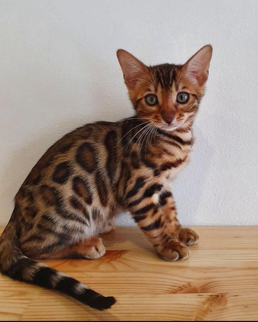 Frohe Weihnachten” 🎄