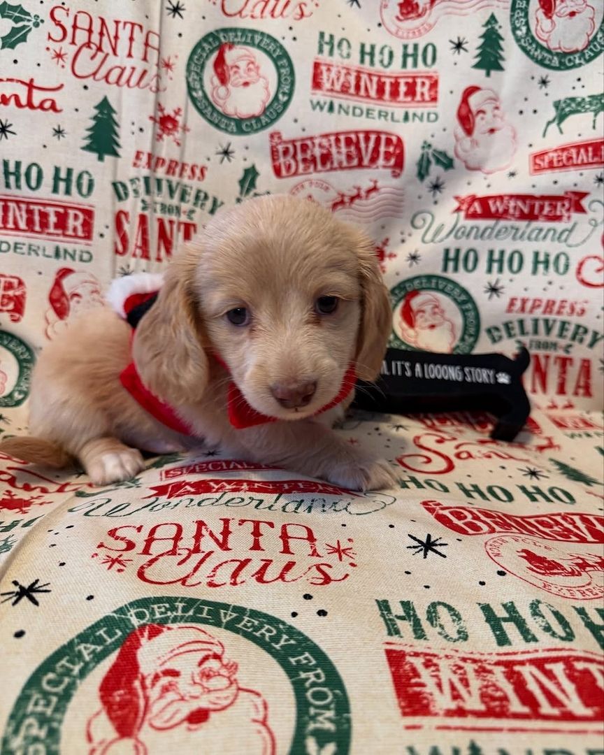 Dackelwelpe zur Adoption