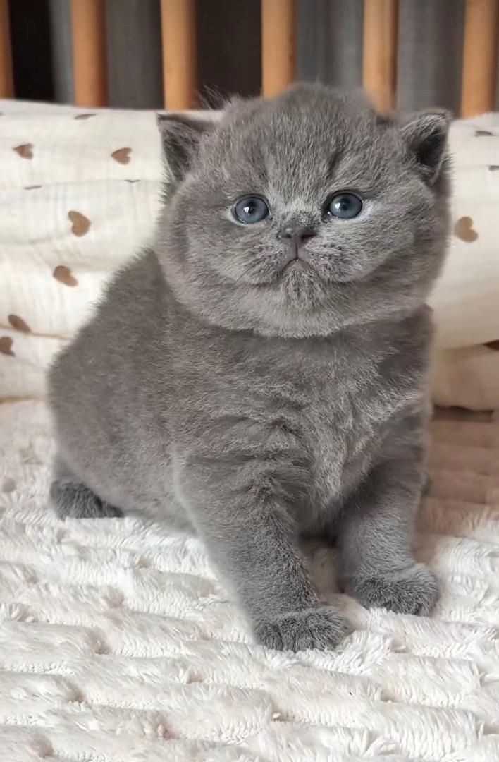 ✨ Lernen Sie Leo kennen – Ihren stattlichen Britisch-Kurzhaar-Prinzen ✨