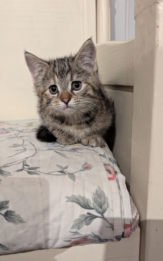 Süsse Maine coon Mix katze, Mädel