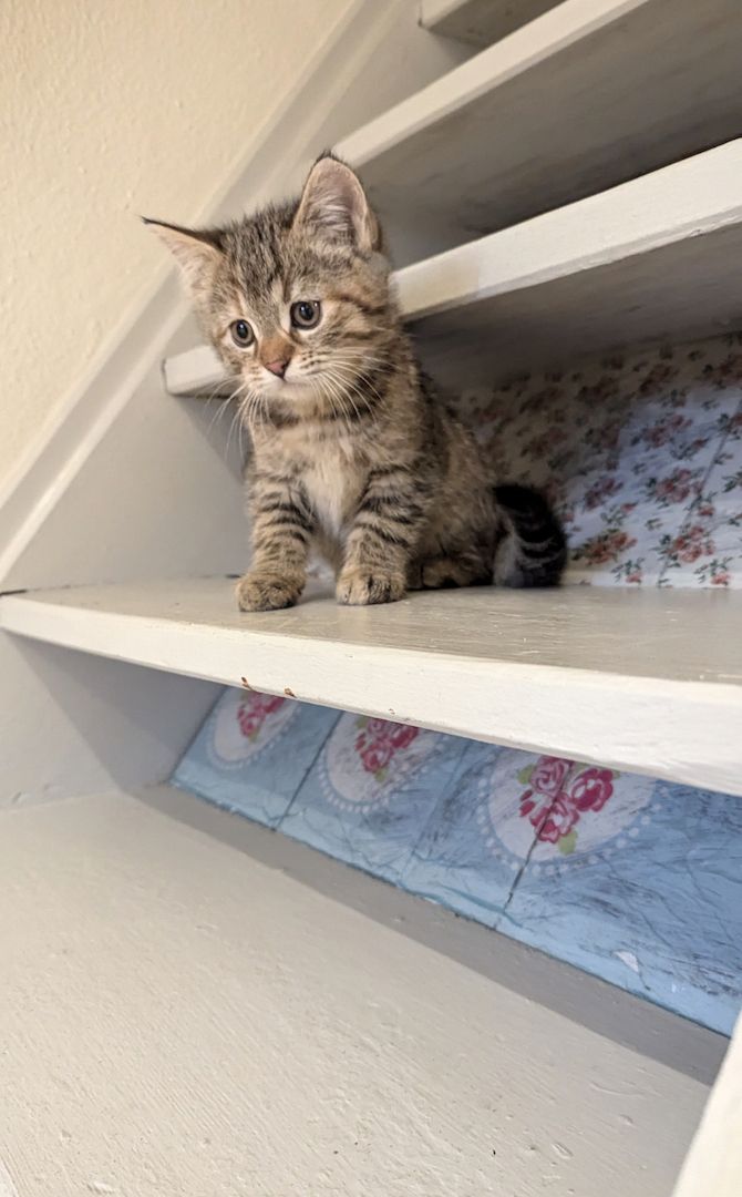 Süsse Maine coon Mix katze, Mädel