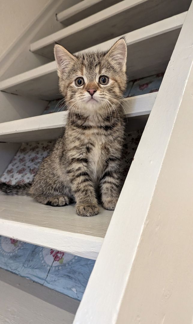 Süsse Maine coon Mix katze, Mädel