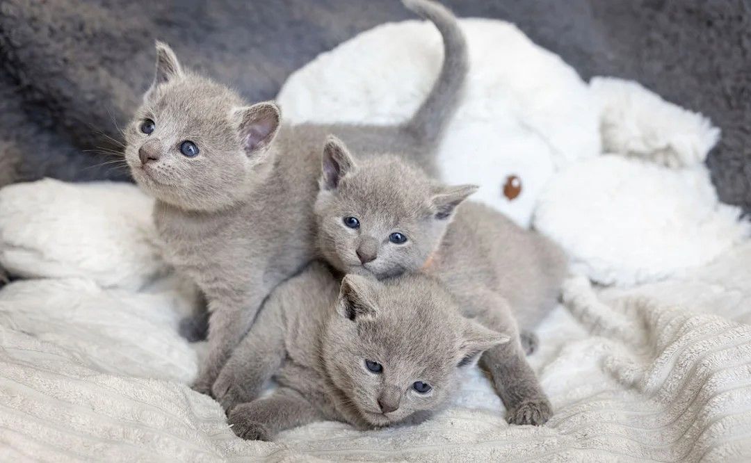 Russisch Blau-Kätzchen