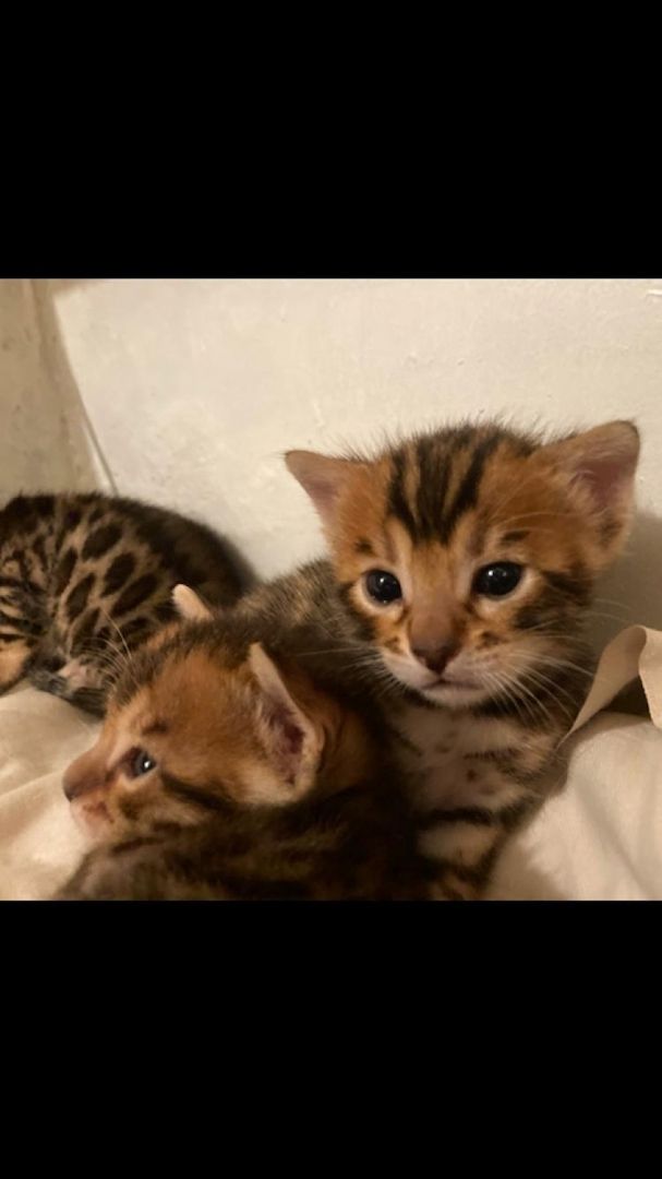 Bengal-Kätzchen1