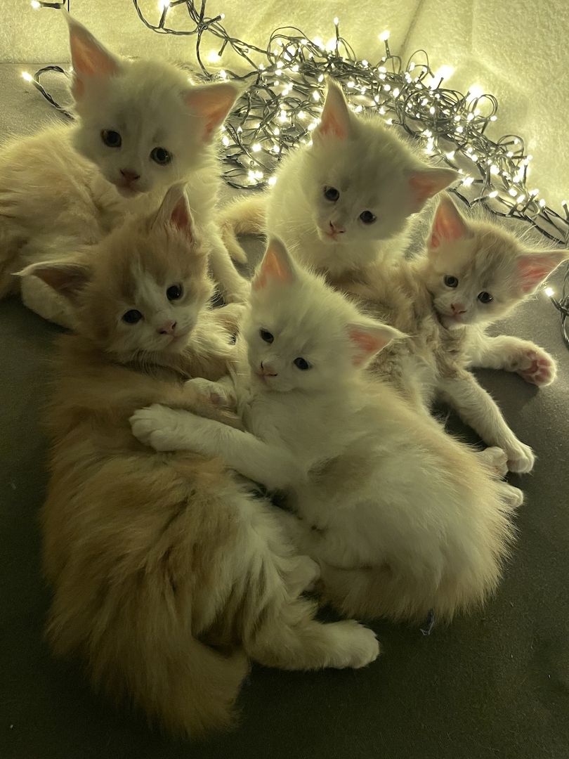 Wunderschöne Maine Coon Kitten