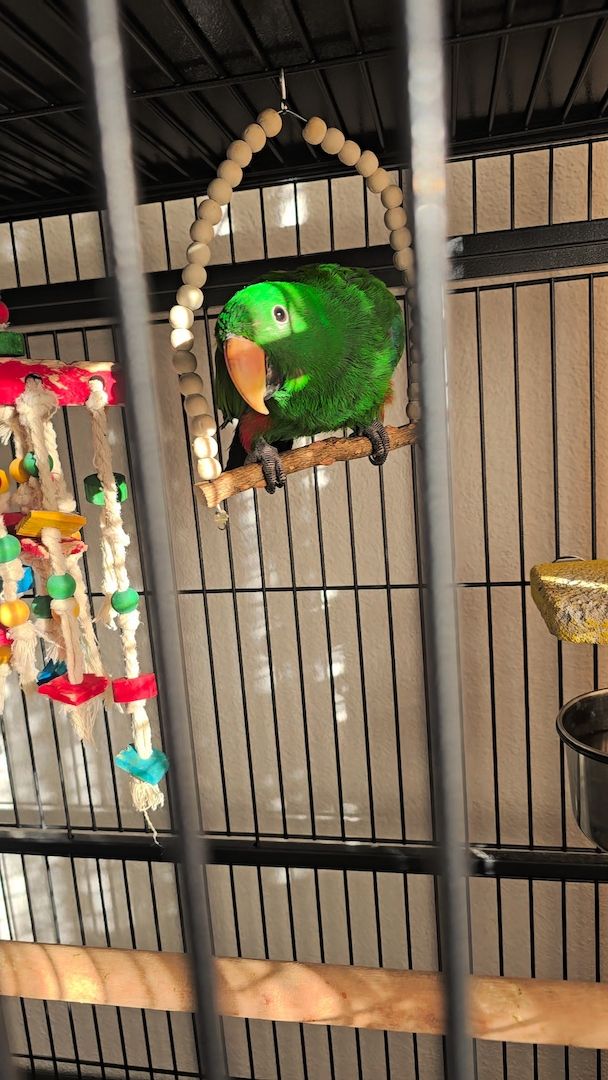 Salomonen Edelpapagei Paar Zahm, 7 Monate jung mit Voliere & Zubehör