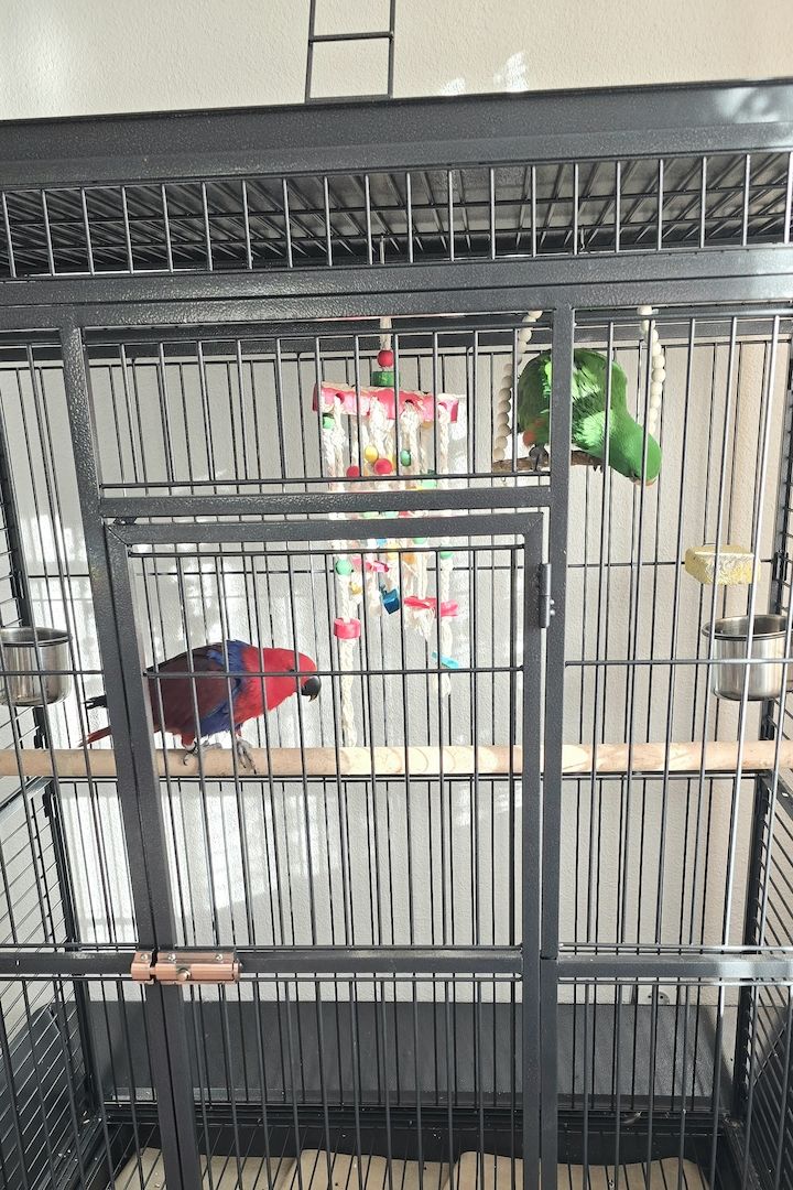 Salomonen Edelpapagei Paar Zahm, 7 Monate jung mit Voliere & Zubehör